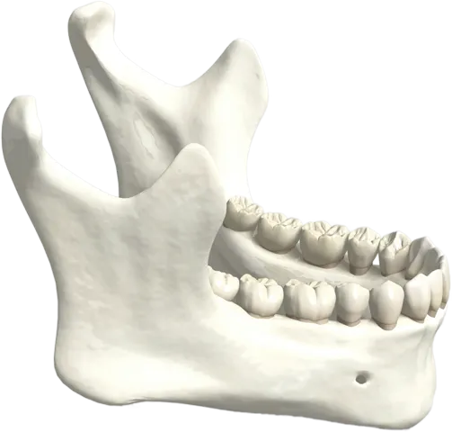 顎の骨イメージ